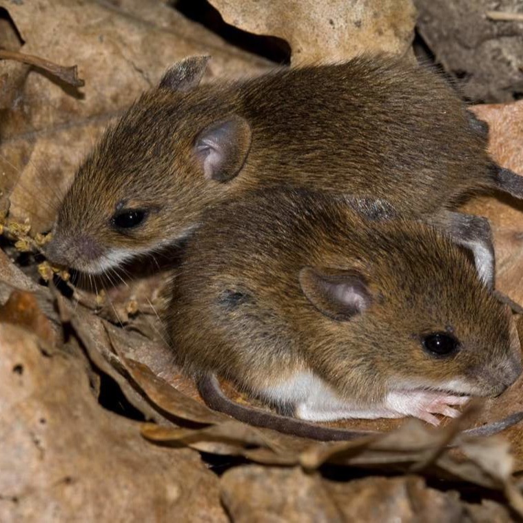 Уничтожения мышей в частном доме в Таганроге?